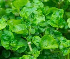 Watercress plant