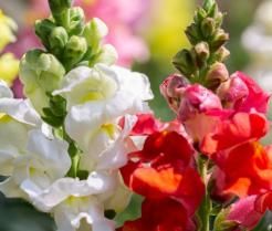 Snapdragons