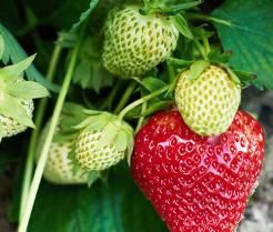 Strawberries growing