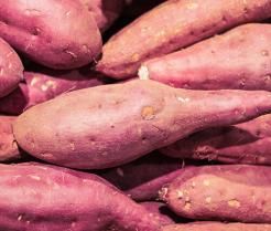 Growing Sweet Potato