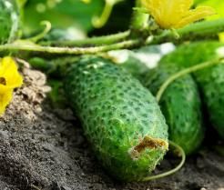 Cucumbers