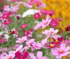 How to grow and care for Cosmos