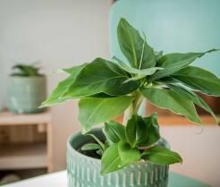 How to grow and care for banana plants inside