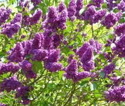 How to grow and care for Buddleia