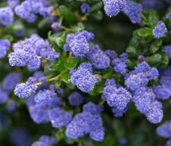 How to grow and care for Ceanothus
