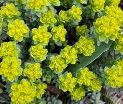 How to grow and care for Euphorbias