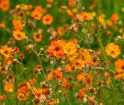 How to grow and care for Geums