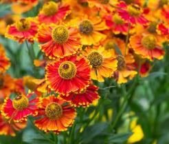 How to grow and care for Helenium