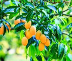 How to grow and care for mango trees