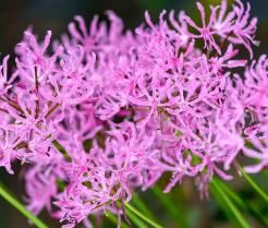 How to grow and care for Nerine bulbs
