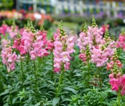 How to grow and care for Snapdragons