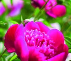 Pink Peony