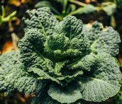 Nahaufnahme einer Grünkohlpflanze