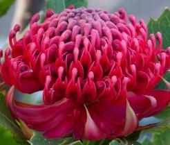 Waratah