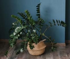 Prawidłowa uprawa i pielęgnacja zamiokulkasa