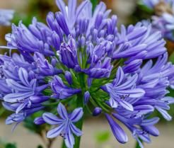 Agapanthus kweken - Culture agapanthus - I Love My Garden