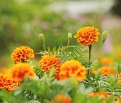 Jak uprawiać aksamitki