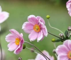 How to grow and care for Anemone 