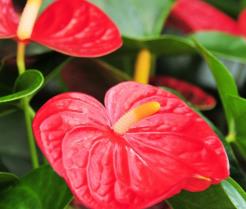 Anthurium
