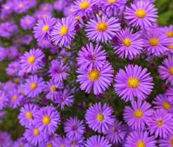 How to grow and care for Asters 