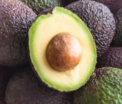 Avocado kweken – Culture de l'avocat - I Love My Garden