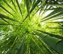 Bamboe kiezen, planten en verzorgen | Choix, plantation et entretien du bambou | I love the garden