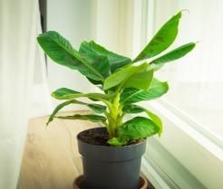 Bananenplant verzorging | Entretien des bananiers | I love the garden