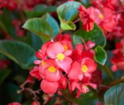 Begonias