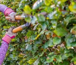 Beukenhaag planten – Planter haies - I Love My Garden