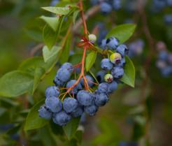 Blueberries growing