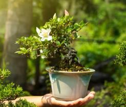 Jak uprawiać i dbać o drzewko bonsai