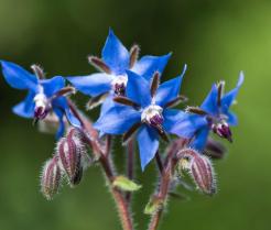 How to grow borage