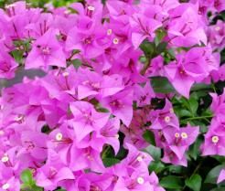 bougainvillea