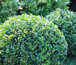 Buxus onderhouden  – Entretien des buis - I Love My Garden