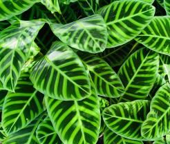 How to grow and care for Calathea