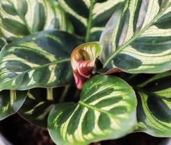 Calatheas verzorgen – Soigner Calatheas - I Love My Garden