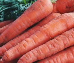Carrots