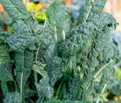 How to grow and care for Cavolo Nero