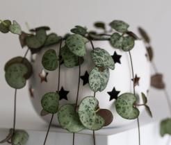 Soigner une chaîne des cœurs - Verzorgen chinees lantaarnplantje - I Love My Garden