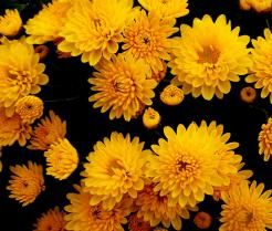 chryzantema - uprawa i pochodzenie