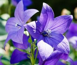 Hoe plant ik klokjesbloemen - Comment planter des campanules - Love The Garden