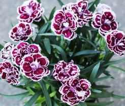 Hoe plant ik anjers - comment planter oeillets - Love The Garden