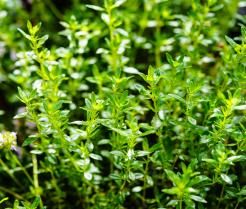 Cząber w przydomowym ogródku