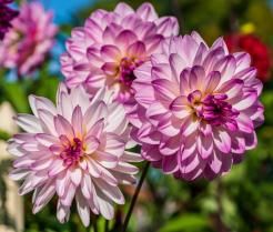 Uprawa dalii w ogrodzie