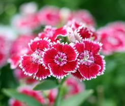 How to grow and care for Dianthus
