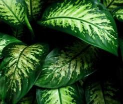 dieffenbachia
