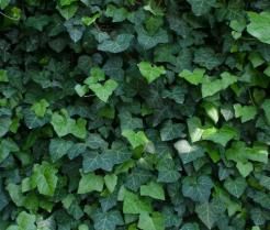 English Ivy