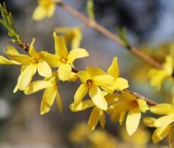 Uprawa i sadzenie forsycji