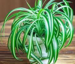 Soigner une plante araignée - Verzorgen grasslelie - I Love My Garden