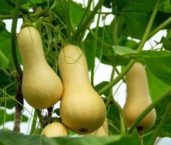 How to grow butternut squash 